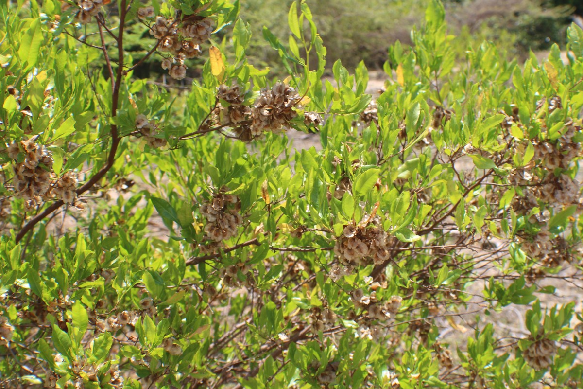 Dodonaea viscosa Jacq.